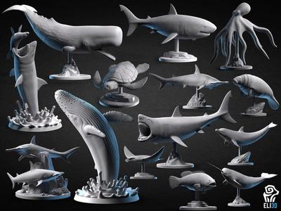 Animals - Ocean Wildlife