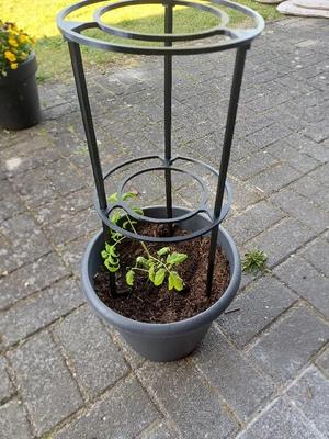 Stackable Tomato Rack   