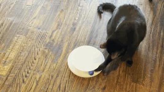 Circular Cat Toy With Ball