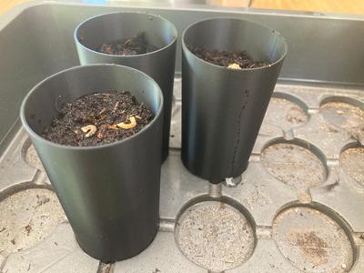 Seeding Pot self watering