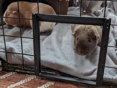 Guinea Pig Sliding Hatch