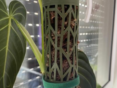 Trellis with Hole