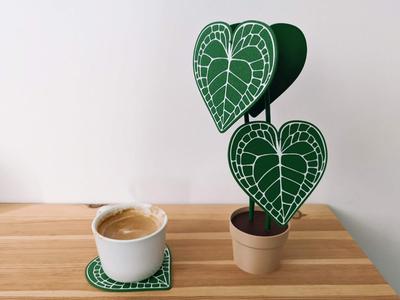 Anthurium clarinervium plant