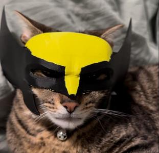 Wolverine Cat Mask