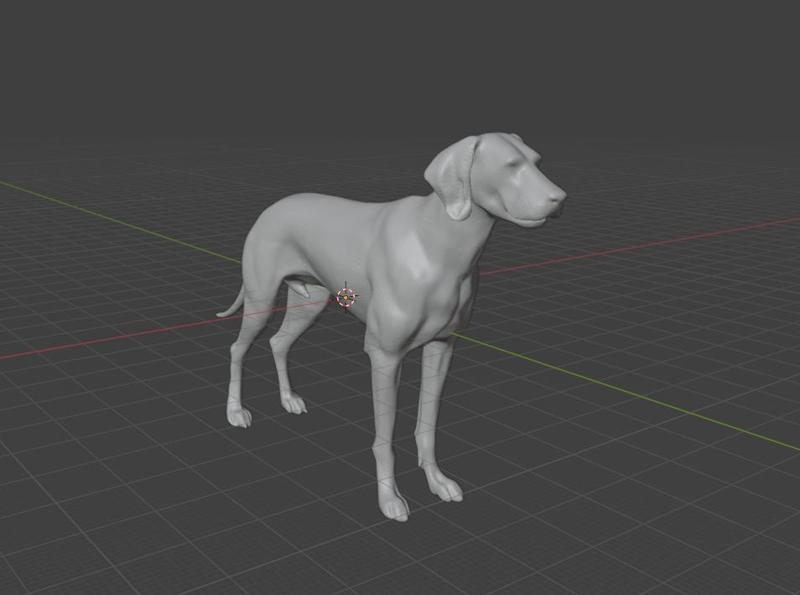 Vizsla dog