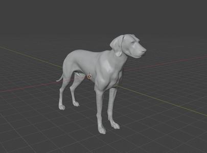 Vizsla dog