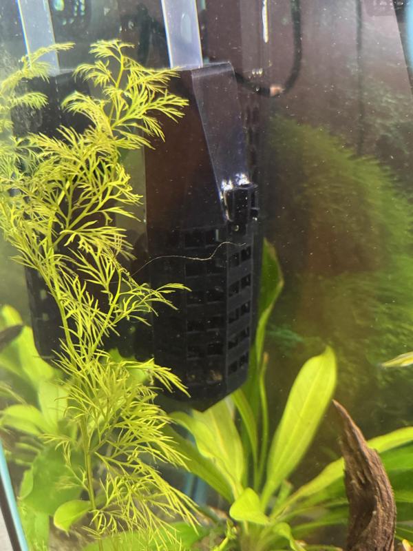 Aquatic Feeder Playhouse