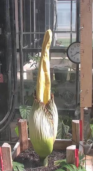 Athena The Corpse Plant
