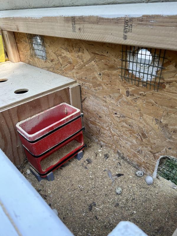 Quail / Chicken Feeder