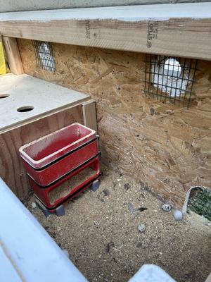 Quail / Chicken Feeder