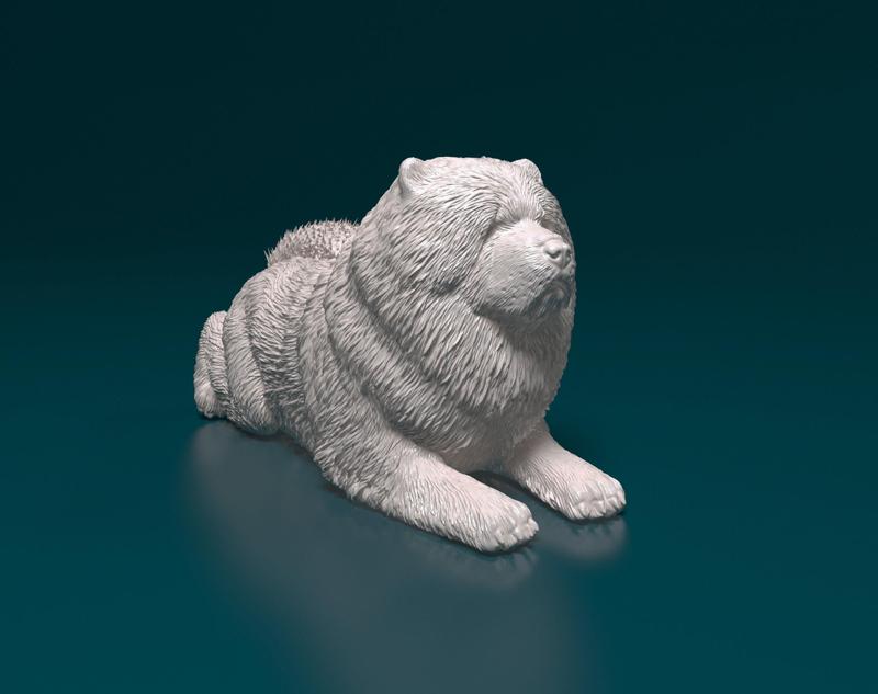 Chow-chow dog