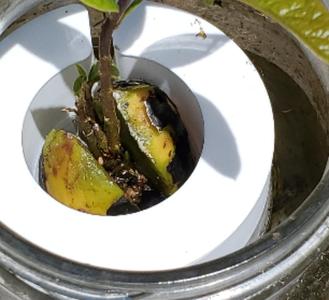 Simple Avocado Floater
