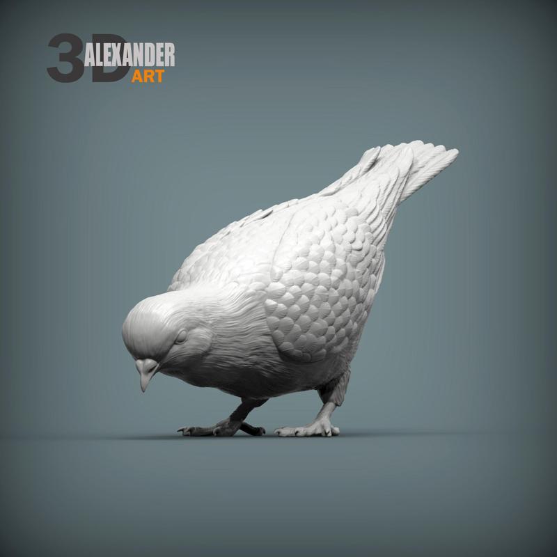 pigeon eats