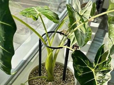 Alocasia Support