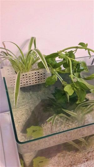 Aquarium plant basket