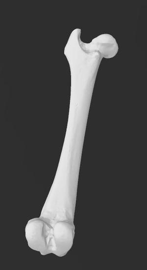 Dog Femur 3D Scan