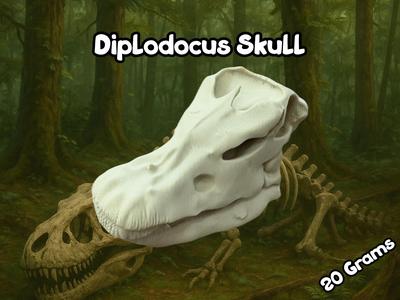 Diplodocus Skull