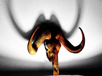 Black Wildebeest Skull