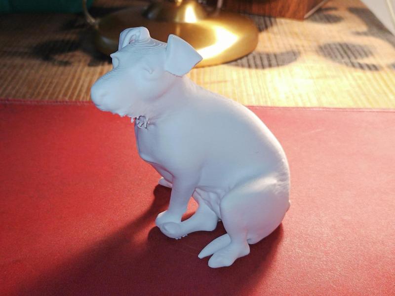Jack-Russel-Terrier