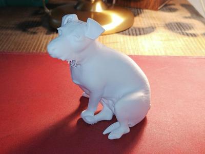 Jack-Russel-Terrier