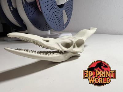 Pteranodon Skull 3D Model