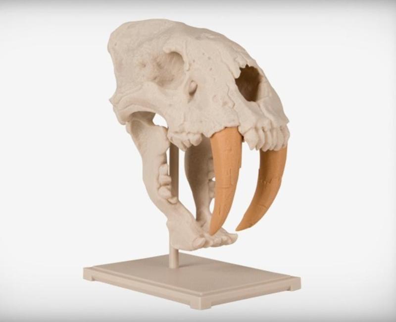 Saber-Toothed Cat Skull
