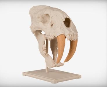 Saber-Toothed Cat Skull