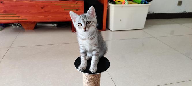 stackable Scratch Tower for Cats