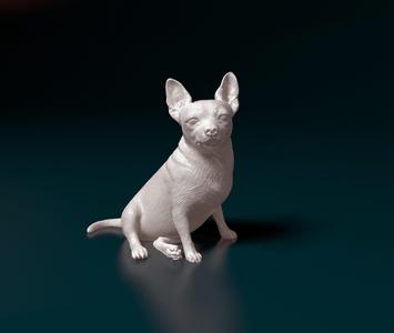 Chihuahua 09