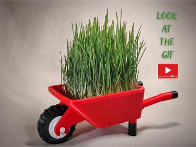 Multi-Purpose Wheelbarrow – Feed, Grow, Decorate!