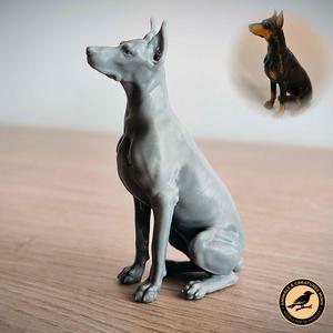 Sitting doberman
