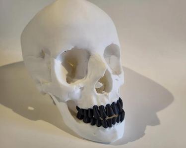Skull with splitted teeth and optional horns   