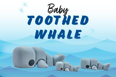 M3D - Baby Toothed Whale