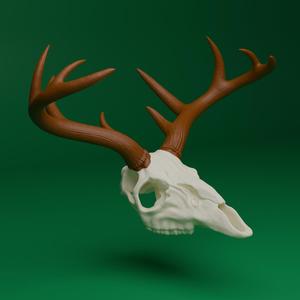 Deer Skull