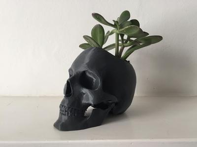 Skull Pot