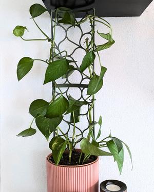 Modular Trellis Lattice01