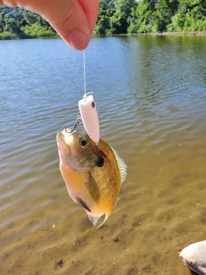 Topwater Popper - 2 Inch, 3 Inch