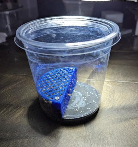 Plagnum (Plaster + Sphagnum) springtail enclosure