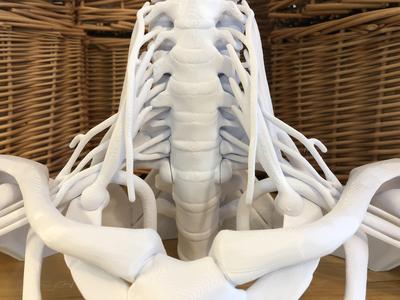 16-Piece Full Size Brachial Plexus Model