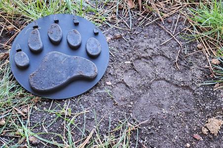 Bear track (paw print)
