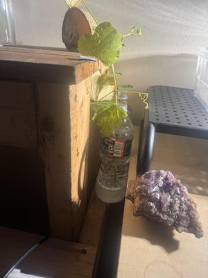 Water Bottle Mount for Propagating Vines and Other Plants