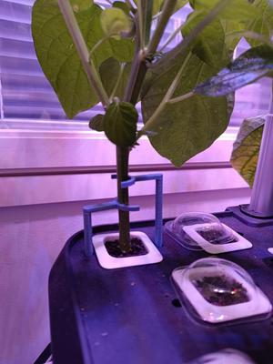 Hydroponics growing system plant support