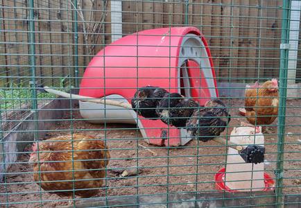 Bracket For Chicken Perch