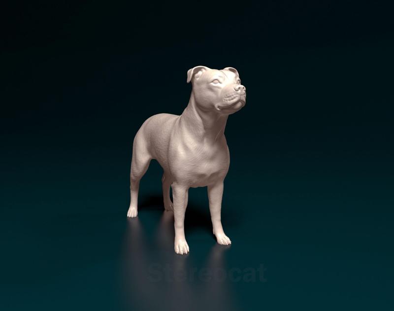 American Pitbull