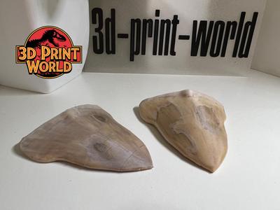 Realistic Life-Size Shark Tooth