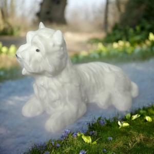 Bichon maltais