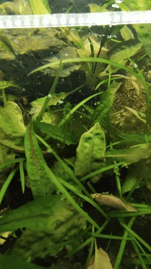 Aquarium cleaner fork - moss remover