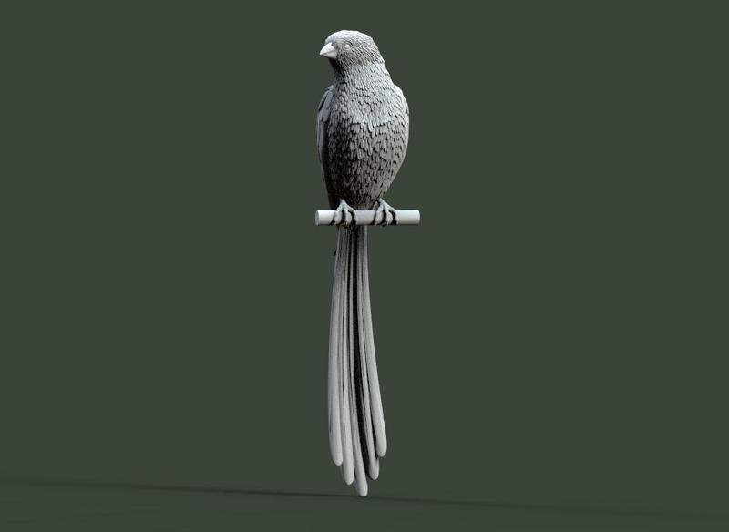 bird