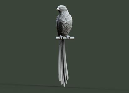 bird