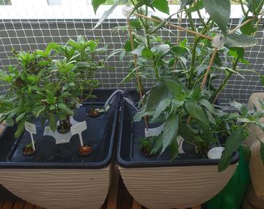Customizable hydroponic net cup stabilizer with growth support